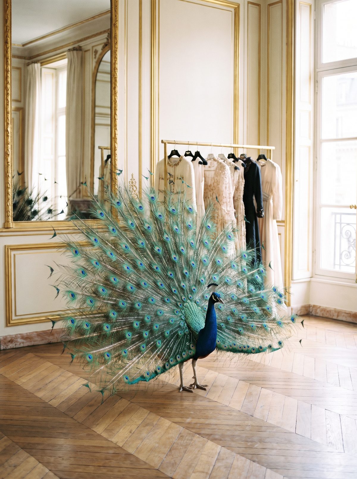 A peacock with its tail fanned in an ivory dressing room